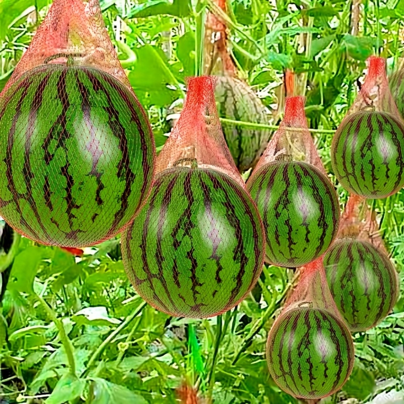 100 Stück strapazierfähiges Ku – Plant Parenting Bewertung und Preis